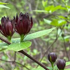 Attēlu rezultāti vaicājumam “Calycanthus floridus”