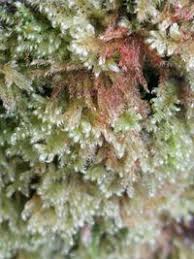 Attēlu rezultāti vaicājumam “Ctenidium molluscum”