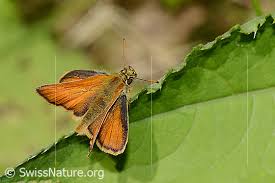 Attēlu rezultāti vaicājumam “Thymelicus sylvestris underside”
