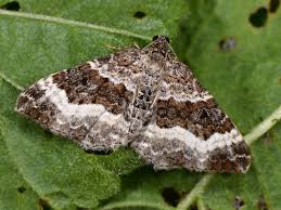 Attēlu rezultāti vaicājumam “Epirranthis diversata”