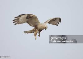 Attēlu rezultāti vaicājumam “Buteo lagopus”