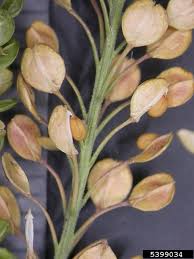 Attēlu rezultāti vaicājumam “Lepidium densiflorum bud”