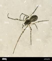 Attēlu rezultāti vaicājumam “Neriene montana”