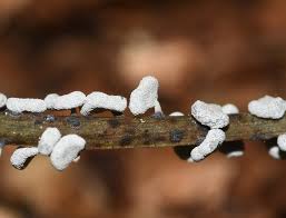 Attēlu rezultāti vaicājumam “Lamproderma ovoideum”