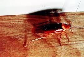 Image result for ゴキブリ報告所