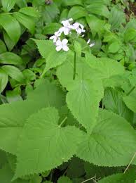 Attēlu rezultāti vaicājumam “Lunaria rediviva”