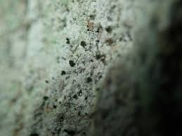 Attēlu rezultāti vaicājumam “Microcalicium disseminatum”