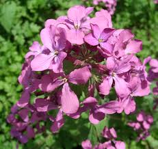 Image result for Lunaria annua