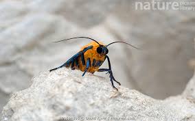 Attēlu rezultāti vaicājumam “Lithosia quadra male”