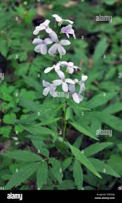 Attēlu rezultāti vaicājumam “Cardamine bulbifera”