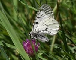Attēlu rezultāti vaicājumam “Clossiana selene upperside”