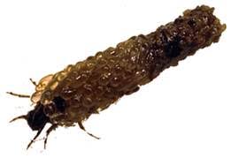 Attēlu rezultāti vaicājumam “Chaetopteryx villosa”