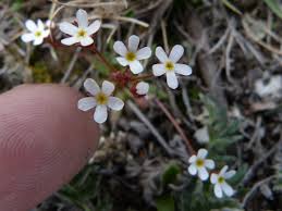 Attēlu rezultāti vaicājumam “Androsace septentrionalis”