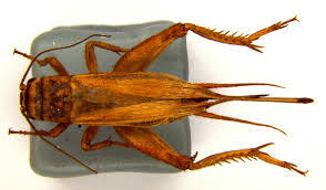 Attēlu rezultāti vaicājumam “Gryllus domesticus”