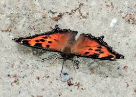 Attēlu rezultāti vaicājumam “Nymphalis xanthomelas”