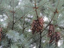 Attēlu rezultāti vaicājumam “Pseudotsuga menziesii fruit”