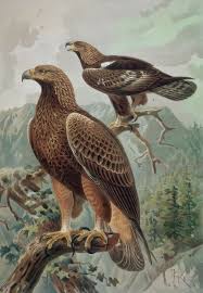 Attēlu rezultāti vaicājumam “Aquila chrysaetos adult”