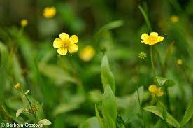 Attēlu rezultāti vaicājumam “Ranunculus flammula”