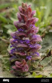 Attēlu rezultāti vaicājumam “Ajuga pyramidalis”