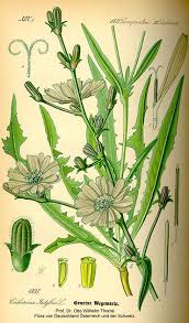 Attēlu rezultāti vaicājumam “Cichorium intybus flower”