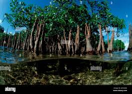 Image result for New Forest/Waterside