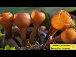 Attēlu rezultāti vaicājumam “Dumontinia tuberosa”