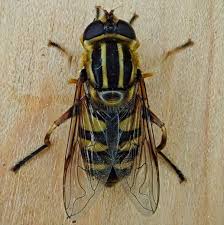 Attēlu rezultāti vaicājumam “Helophilus sp.”