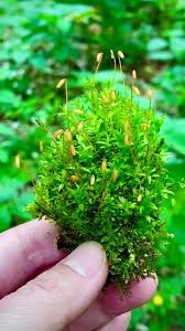 Attēlu rezultāti vaicājumam “Plagiomnium”