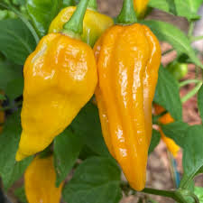 Afbeeldingsresultaat voor yellow fratali hot pepper