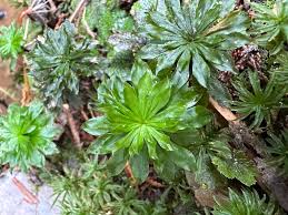 Attēlu rezultāti vaicājumam “Bryales”