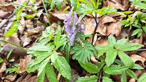 Attēlu rezultāti vaicājumam “Corydalis cava fruit”