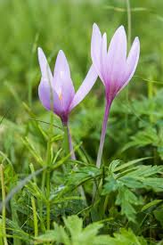Attēlu rezultāti vaicājumam “Colchicum autumnale flower”