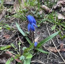 Attēlu rezultāti vaicājumam “Scilla siberica bud”