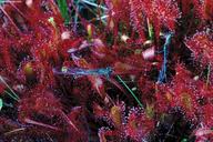 Attēlu rezultāti vaicājumam “Drosera x obovata”