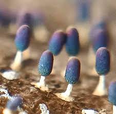 Attēlu rezultāti vaicājumam “Diachea leucopodia”