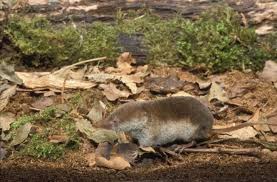 Attēlu rezultāti vaicājumam “Sorex sp.”