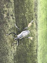 Attēlu rezultāti vaicājumam “Polydrusus tereticollis”