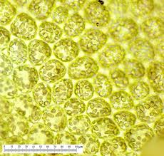Attēlu rezultāti vaicājumam “Jungermannia leiantha”
