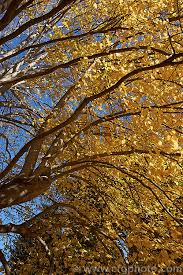 Attēlu rezultāti vaicājumam “Tilia x moltkei”