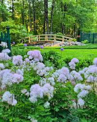 Attēlu rezultāti vaicājumam “Thalictrum aquilegifolium bud”
