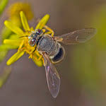 Attēlu rezultāti vaicājumam “Bembix rostrata”