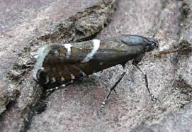 Attēlu rezultāti vaicājumam “Glyphipterigidae”