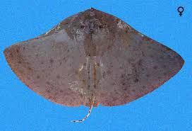 Image result for Gymnura micrura