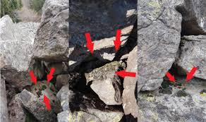 Attēlu rezultāti vaicājumam “Grimmia muehlenbeckii sporophyte”