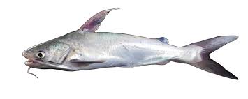 Image result for Bagre marinus