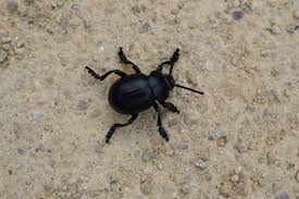 Attēlu rezultāti vaicājumam “Blaps mortisaga”