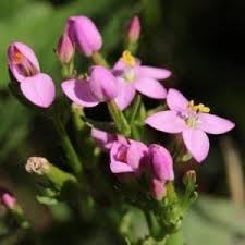 Image result for Centaurium erythraea