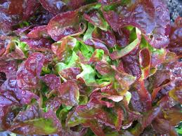Attēlu rezultāti vaicājumam “Lactuca sativa flower”