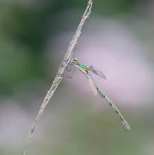 Attēlu rezultāti vaicājumam “Lestes virens female”
