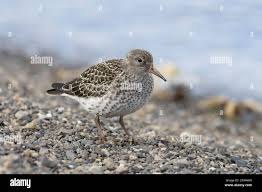 Attēlu rezultāti vaicājumam “Calidris maritima adult”